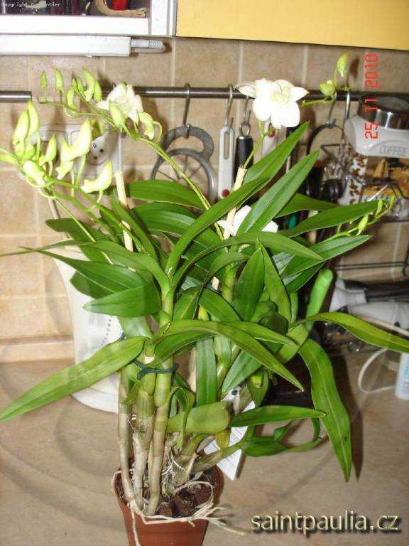 Dendrobium Berry Oda bílé, bílý střed