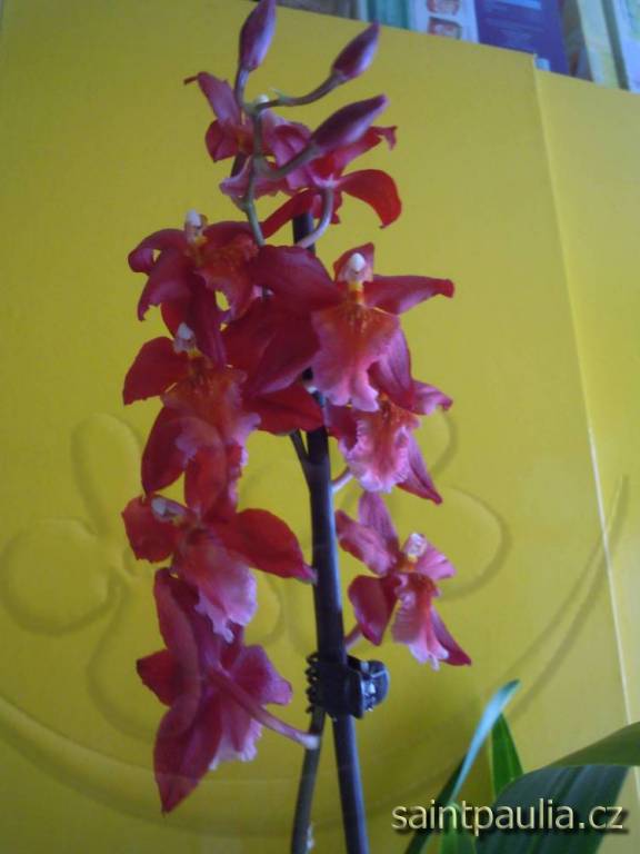 DSCN0089
