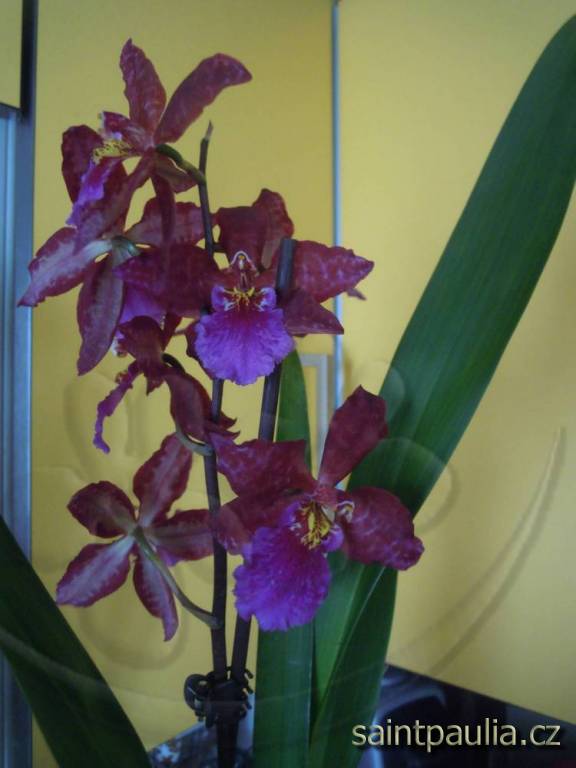 DSCN0092
