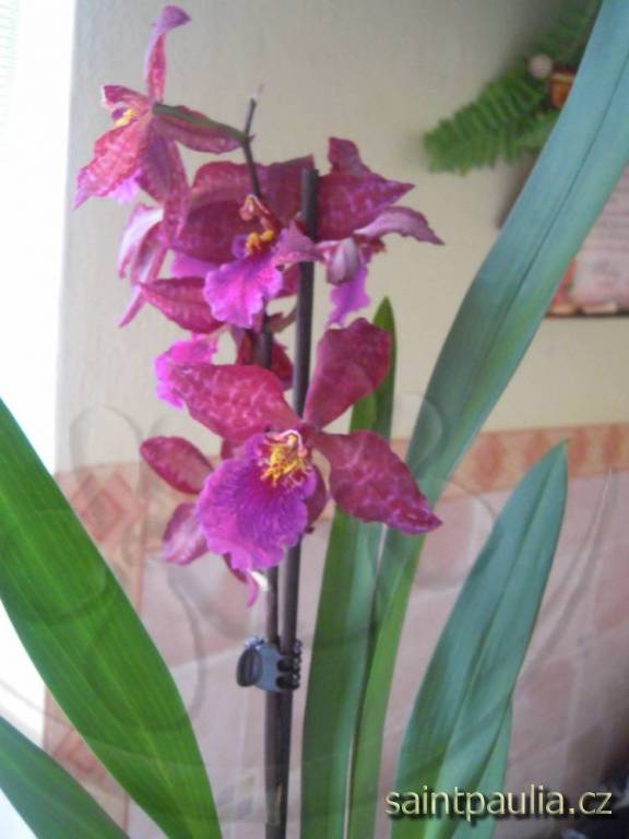 DSCN0093