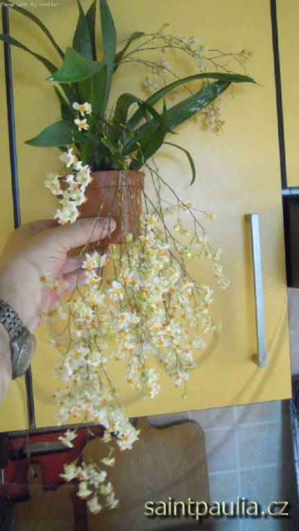 Oncidium Twinkle White