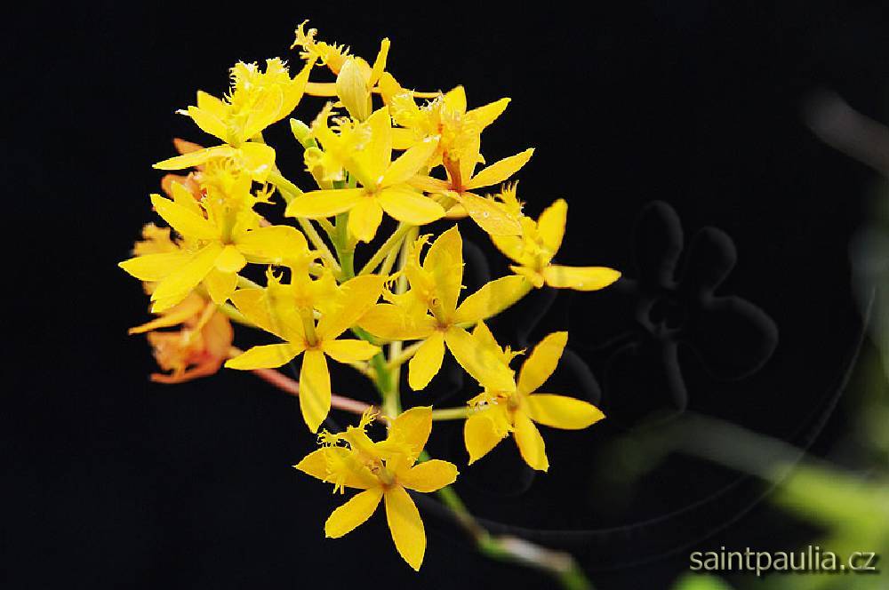 Epidendrum r.