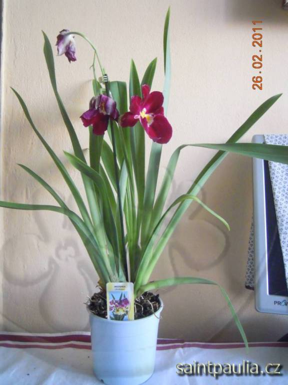 Miltonia