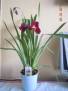 Miltonia