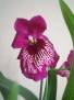 Miltoniopsis