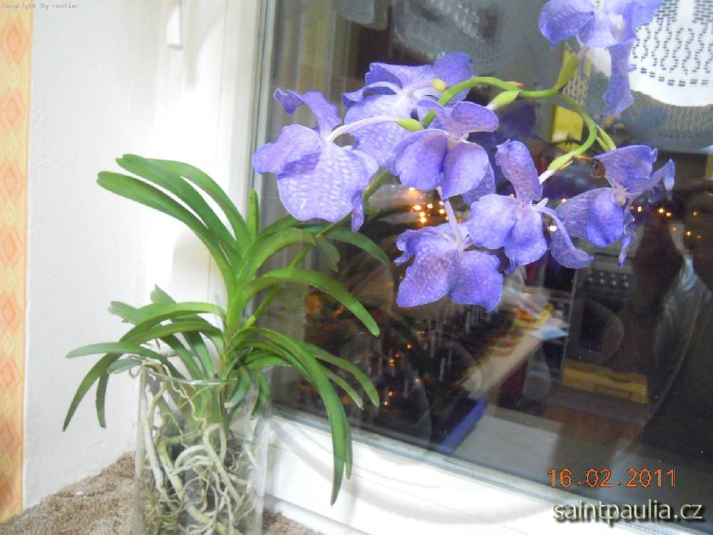 Vanda