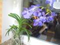 Vanda