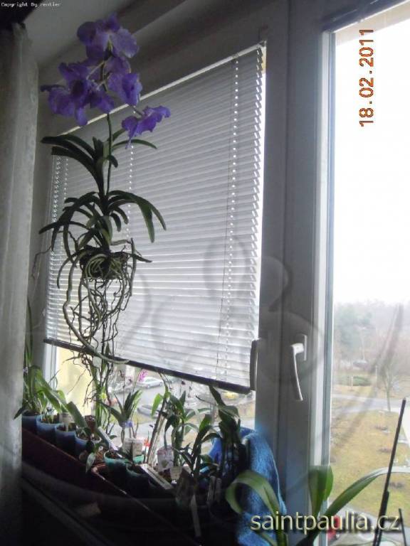 Vanda
