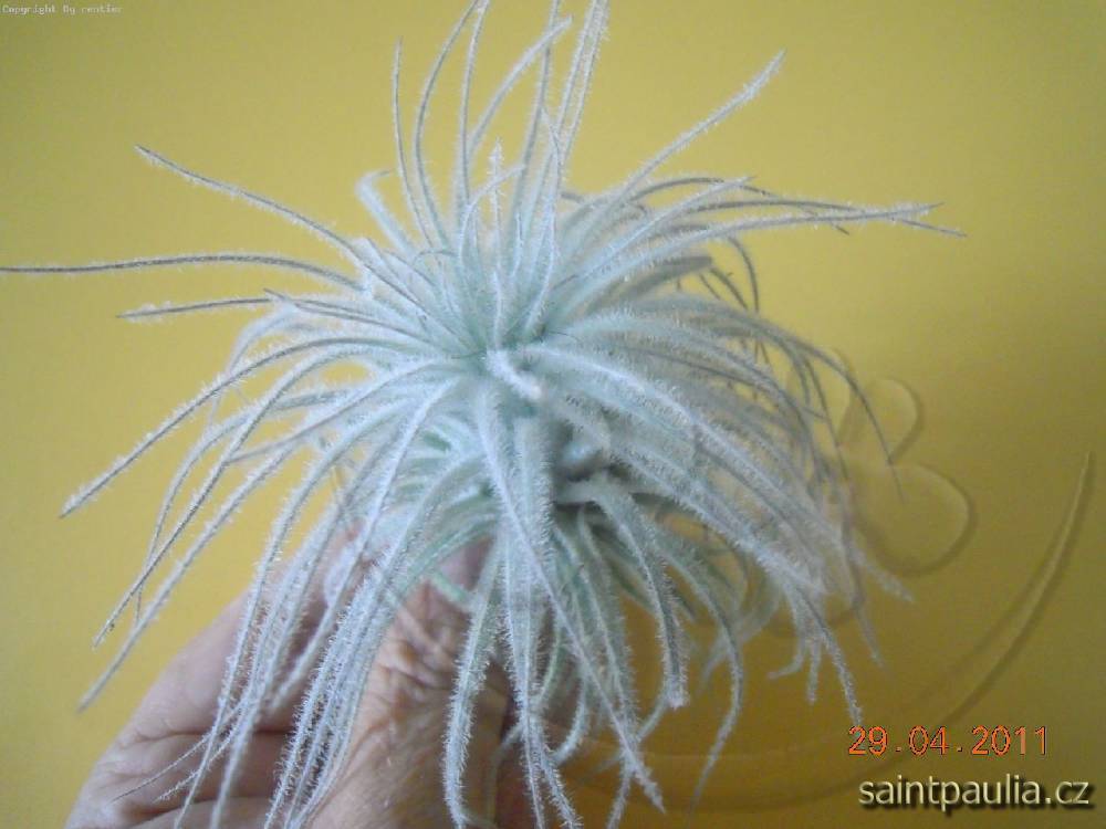 Tillandsia tectorum