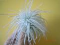Tillandsia tectorum