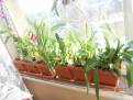 Sesazení orchidejí dle druhů