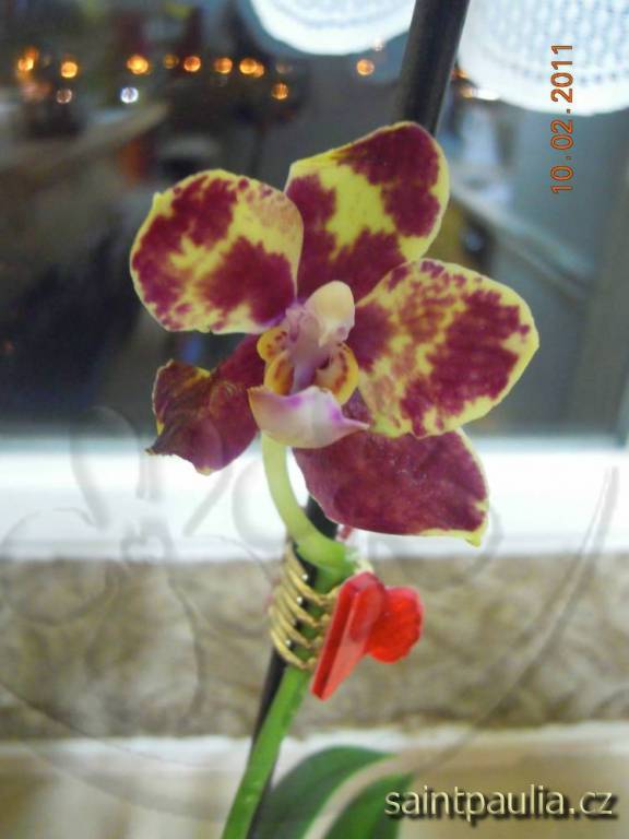 Phalaenopsis 13