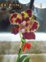 Phalaenopsis 13
