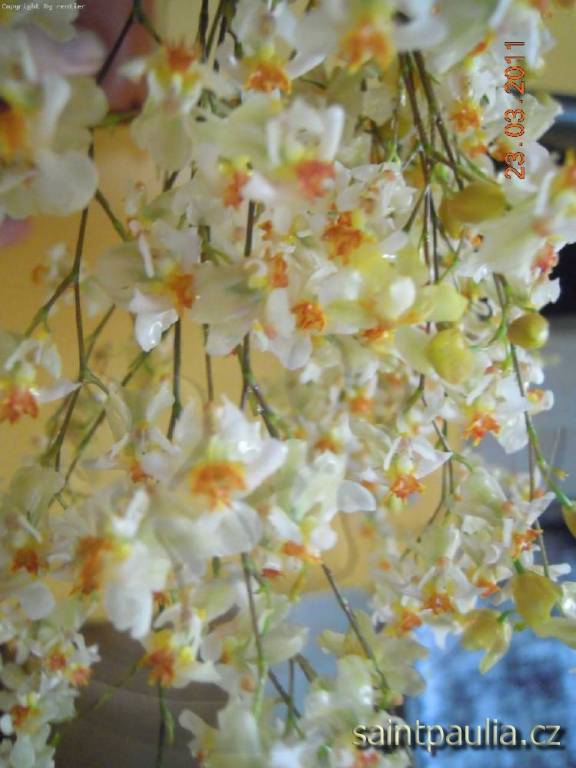 Oncidium Twinkle White