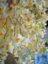 Oncidium Twinkle White