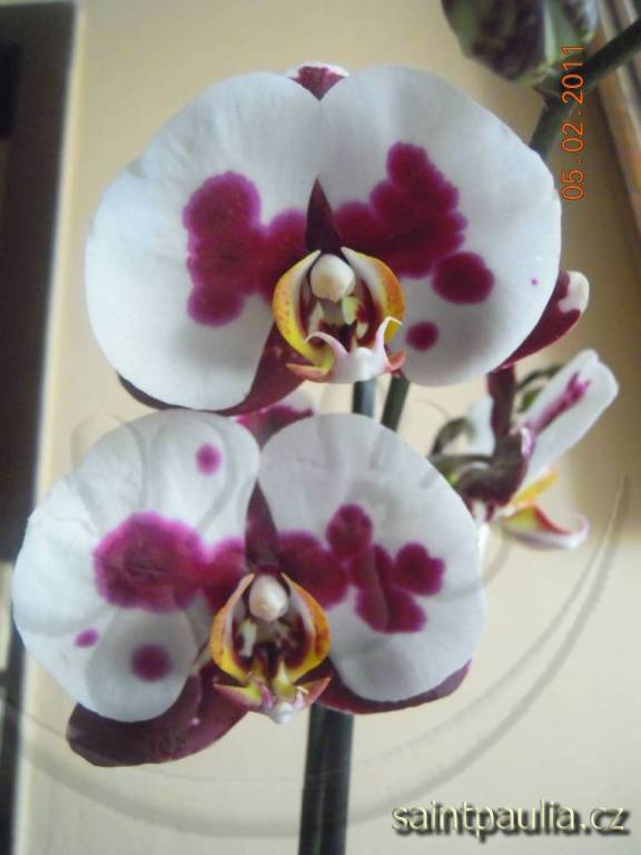Phalaenopsis Ever Spring Fairy
