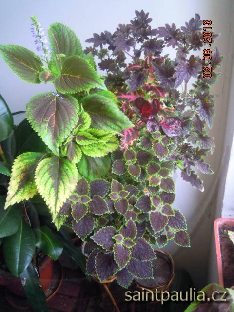 Coleus
