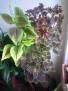 Coleus