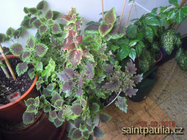 Coleus