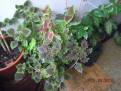 Coleus