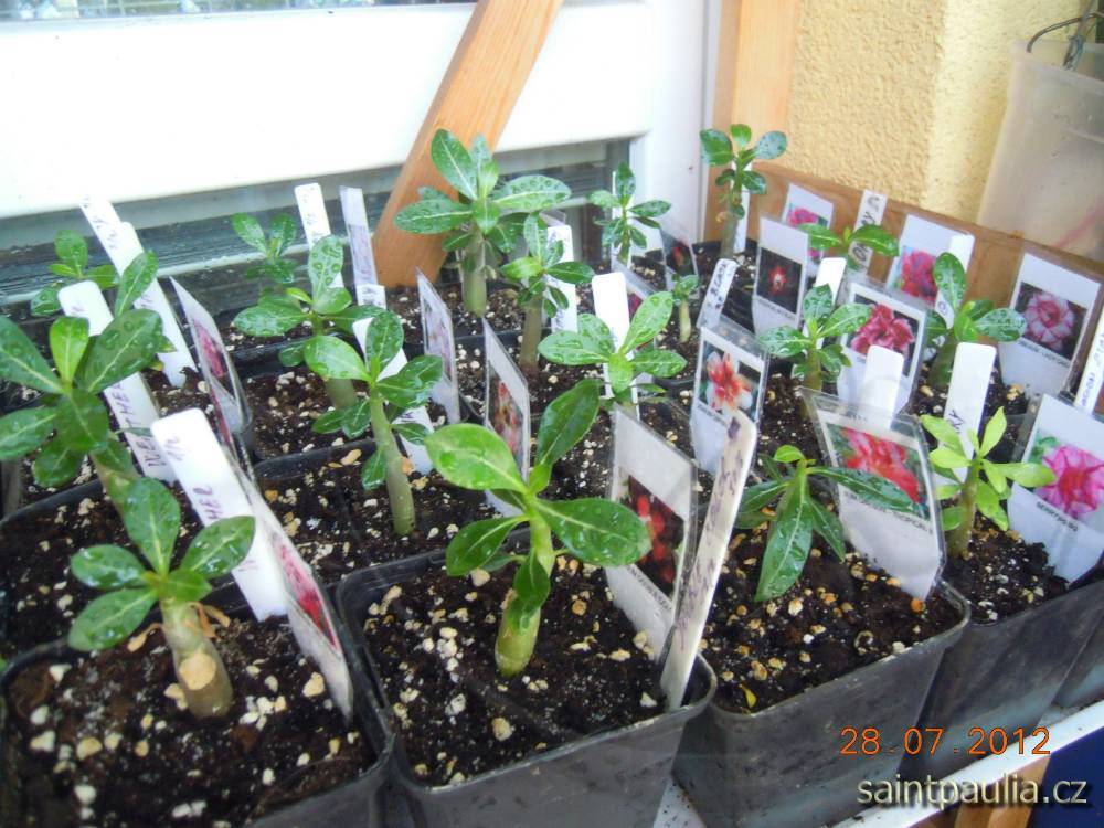 Adenium, 5měsíční