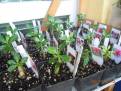 Adenium, 5měsíční