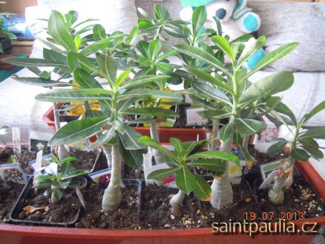 Adenium