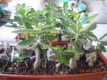 Adenium