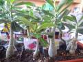 Adenium, 16měsíční