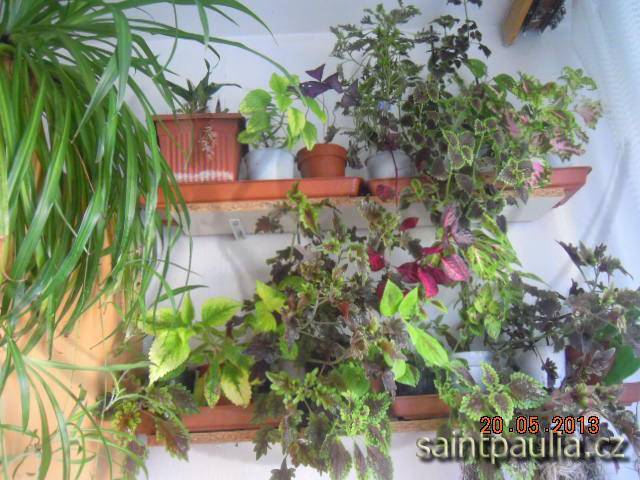 Coleus