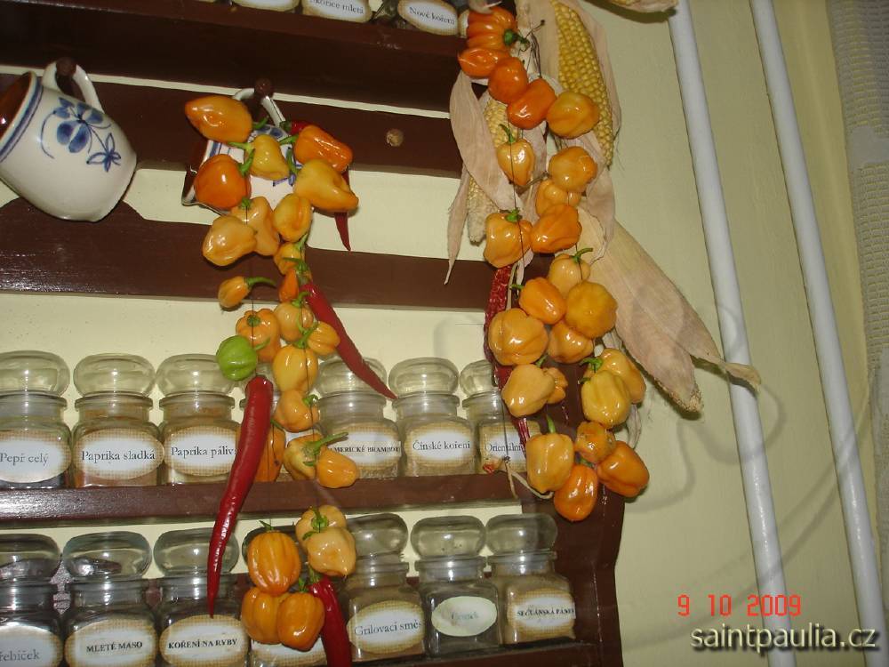 Chilli   Habanero Orange