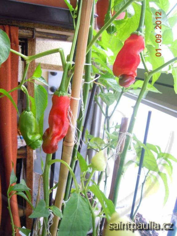 Chilli Peter Pepper Red