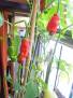 Chilli Peter Pepper Red