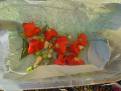 Chilli  mix