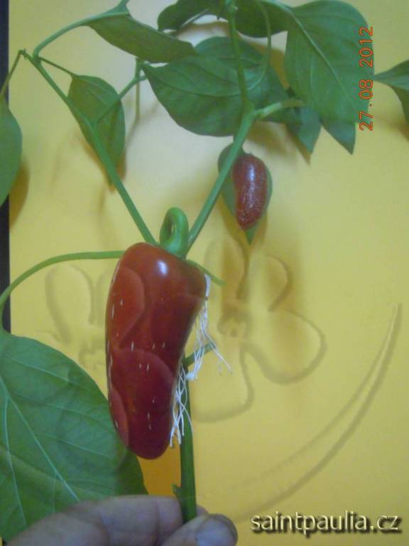 Chilli Chichimeca