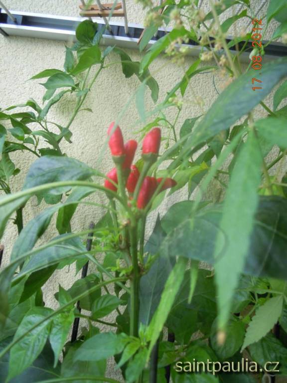 Chilli Saitti