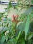 Chilli Saitti