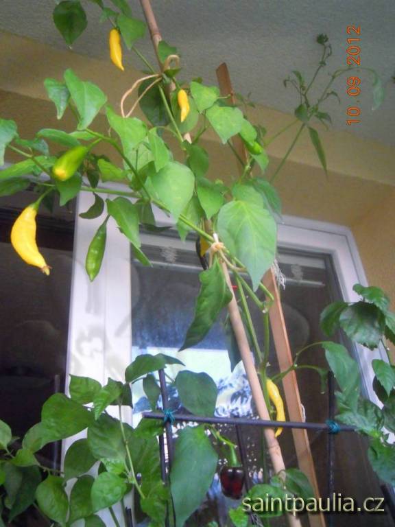 Chilli Aji Lemon Drop