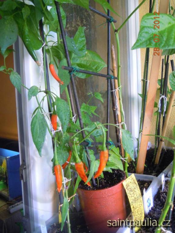 Chilli Thai Orange