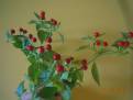 Chilli Tepin