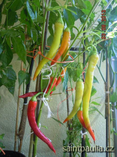 Chilli Pinocchio's Nose