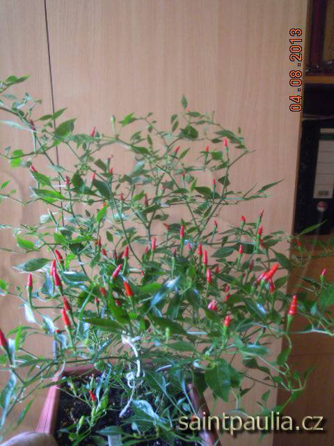 Chilli Bonsai