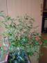 Chilli Bonsai