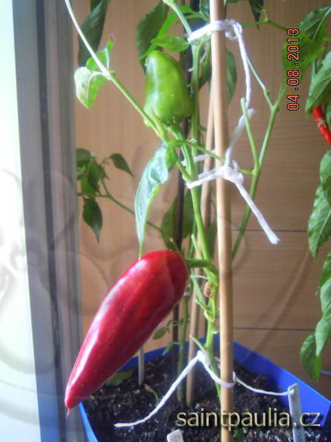 Chilli z nálevu (2)