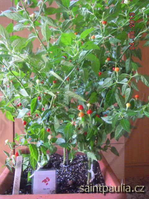 Chilli  Tepin