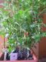 Chilli  Tepin
