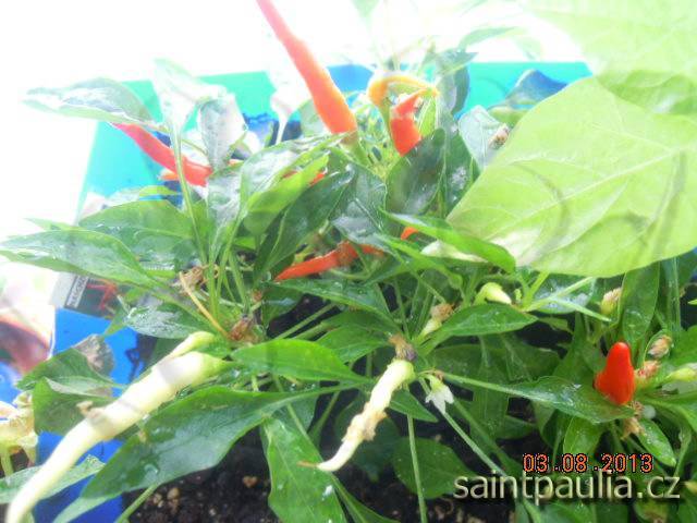 Chilli Medusa