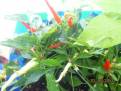 Chilli Medusa