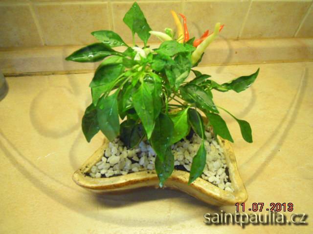 Chilli Medusa - bonsai