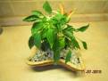 Chilli Medusa - bonsai